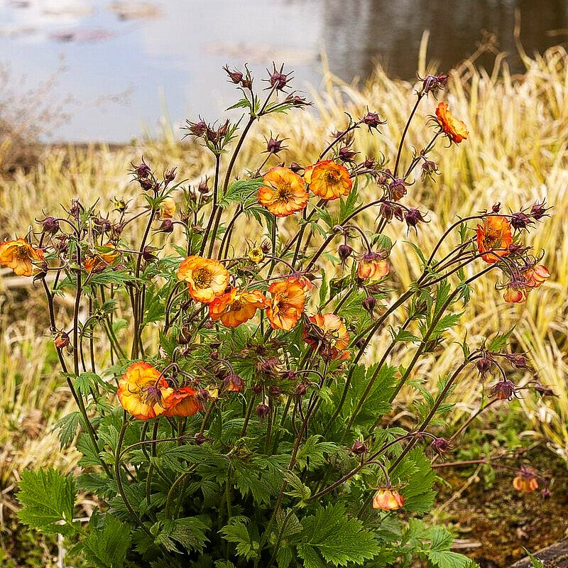 Nelkenwurz 'Nonna' (Geum coccineum)