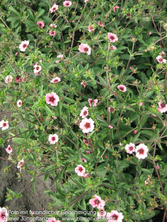 Nepal-Fingerkraut 'Miss Willmott' (Potentilla nepalensis)