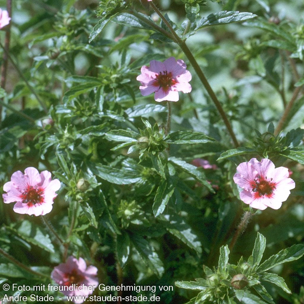 Nepal-Fingerkraut 'Miss Willmott' (Potentilla nepalensis)
