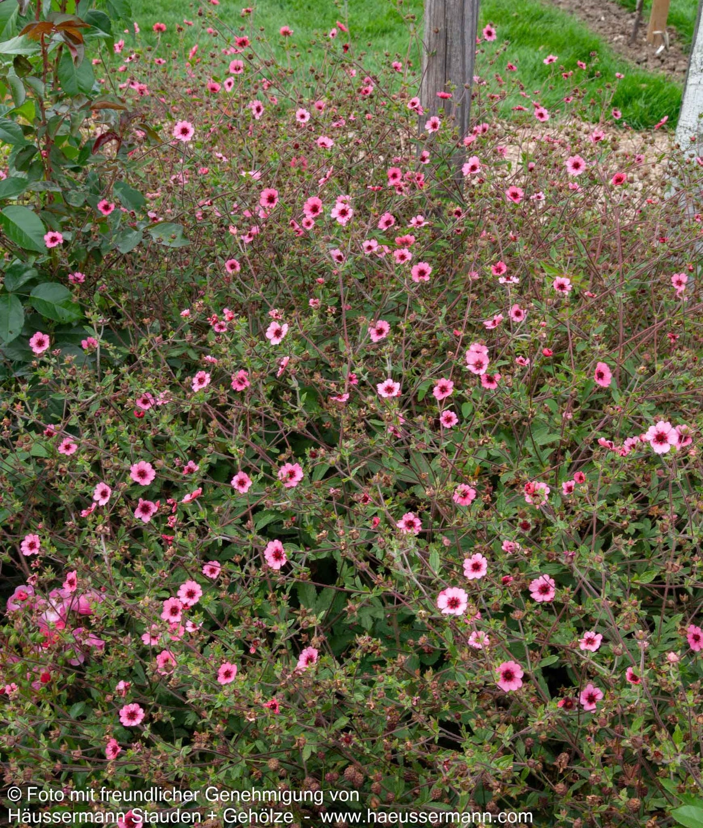 Nepal-Fingerkraut 'Miss Willmott' (Potentilla nepalensis)