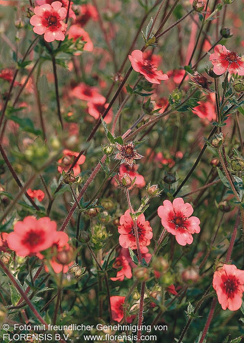 Nepal-Fingerkraut 'Miss Willmott' (Potentilla nepalensis)