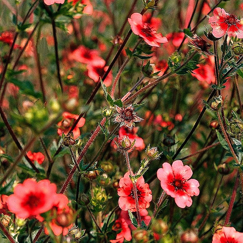 Nepal-Fingerkraut 'Miss Willmott' (Potentilla nepalensis)