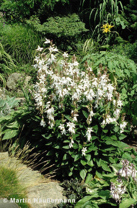 Nesselblättrige Glockenblume (Campanula trachelium f.alba)