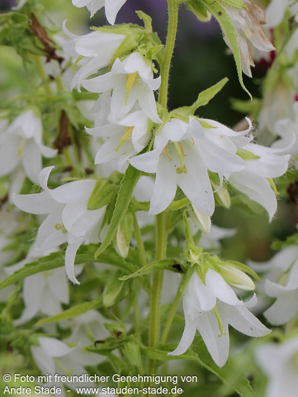 Nesselblättrige Glockenblume (Campanula trachelium f.alba)
