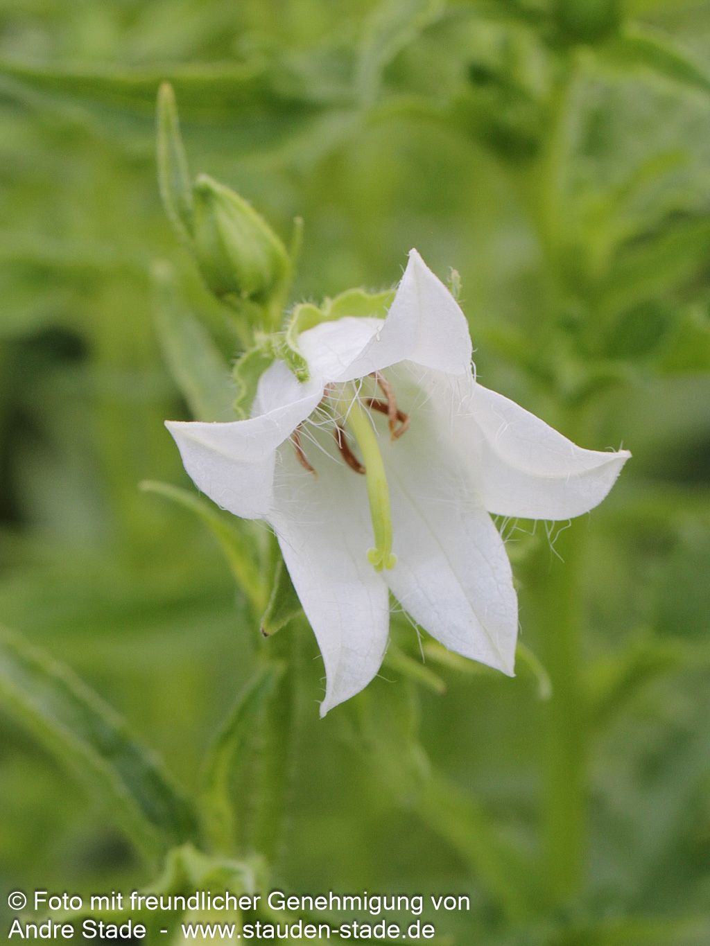 Nesselblättrige Glockenblume (Campanula trachelium f.alba)