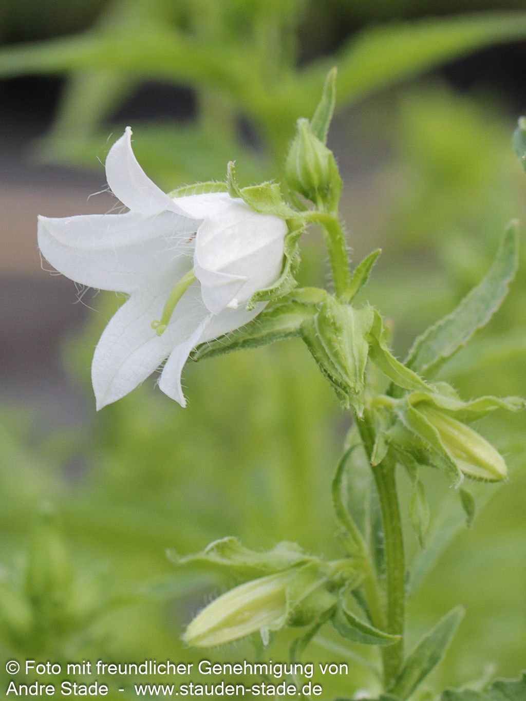 Nesselblättrige Glockenblume (Campanula trachelium f.alba)