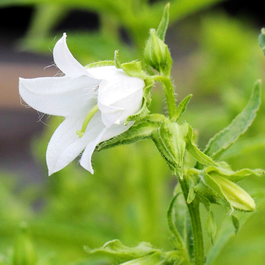 Nesselblättrige Glockenblume (Campanula trachelium f.alba)