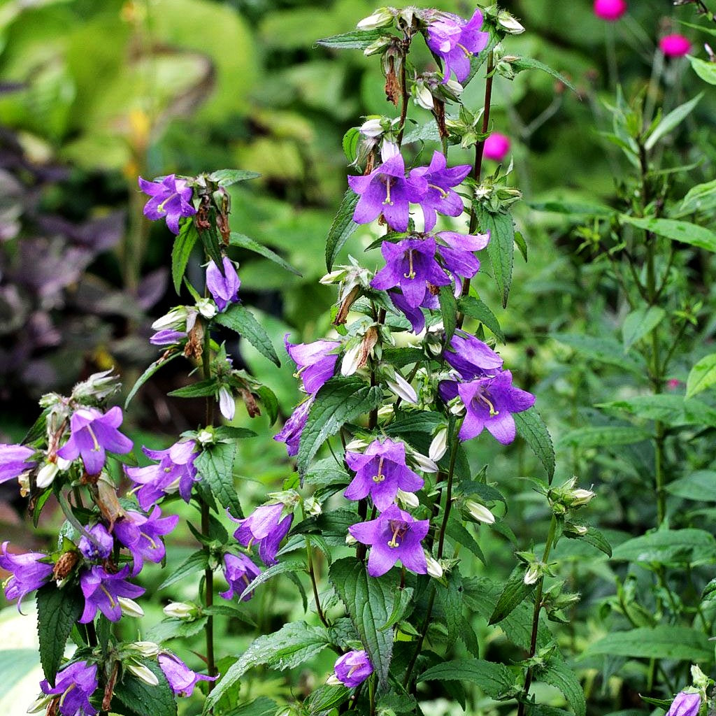 Nesselblättrige Glockenblume (Campanula trachelium)