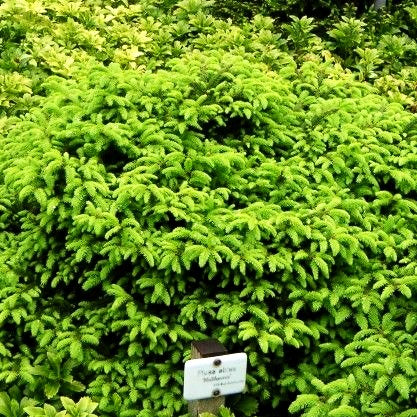 Nest-Fichte 'Nidiformis' (Picea abies)