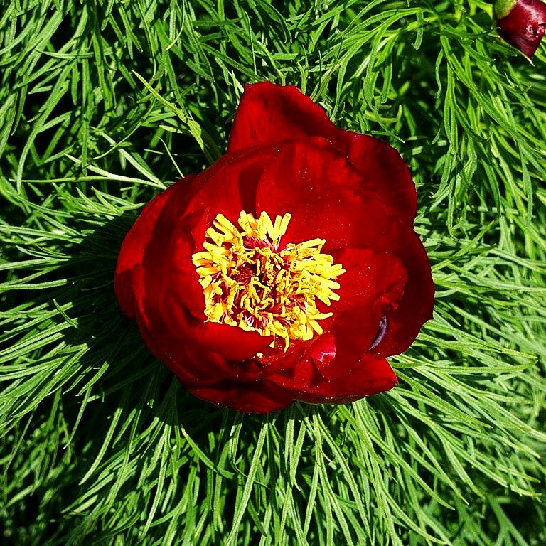 Netzblatt-Pfingstrose (Paeonia tenuifolia)