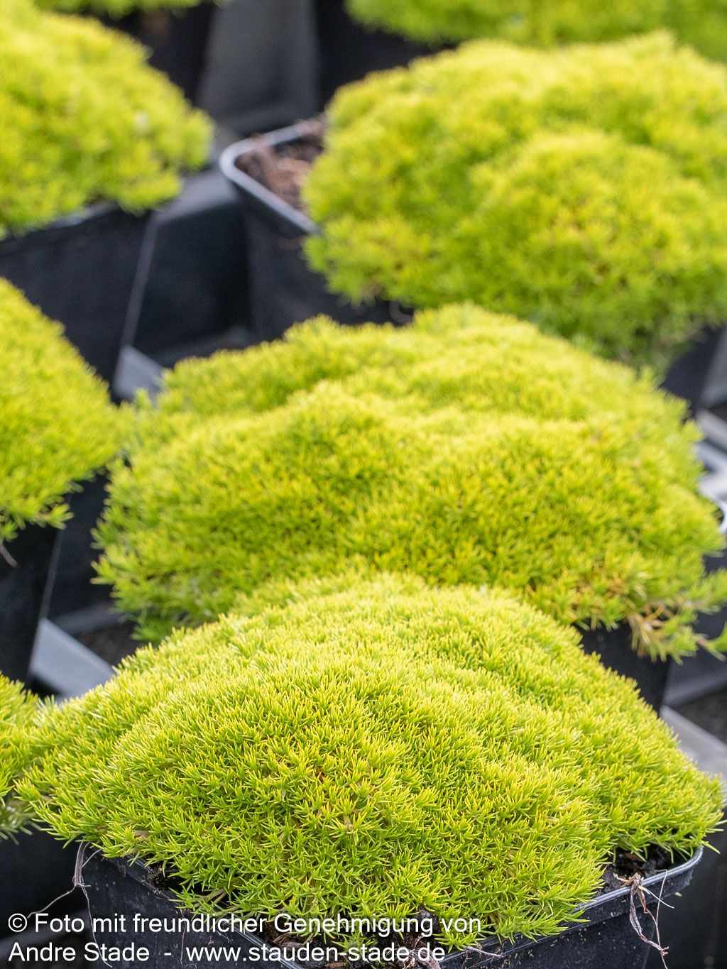 Neuseeländer Knäuel (Scleranthus uniflorus)