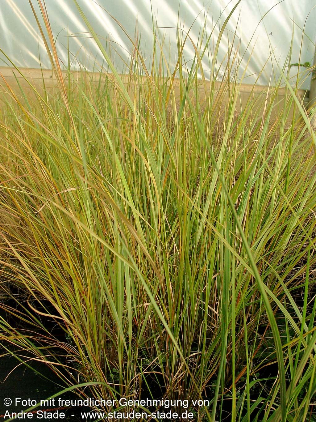 Neuseeland-Windgras (Anemanthele lessoniana)