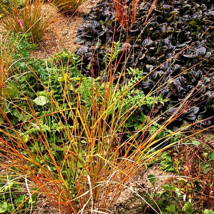 Neuseeland-Windgras (Anemanthele lessoniana)