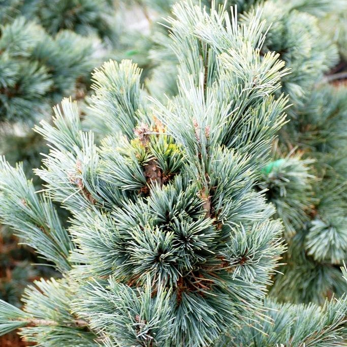 Nevada-Zirbel-Kiefer 'Cesarini Blue' (Pinus flexilis)