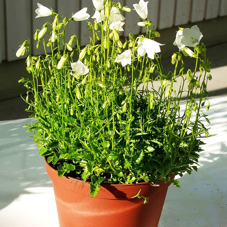 Niedliche Glockenblume 'Alba' (Campanula cochleariifolia)