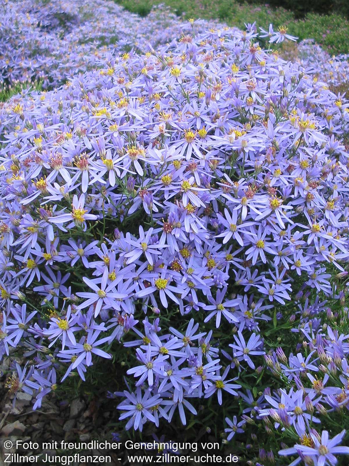 Niedrige Aster 'Nanus' (Aster sedifolius)