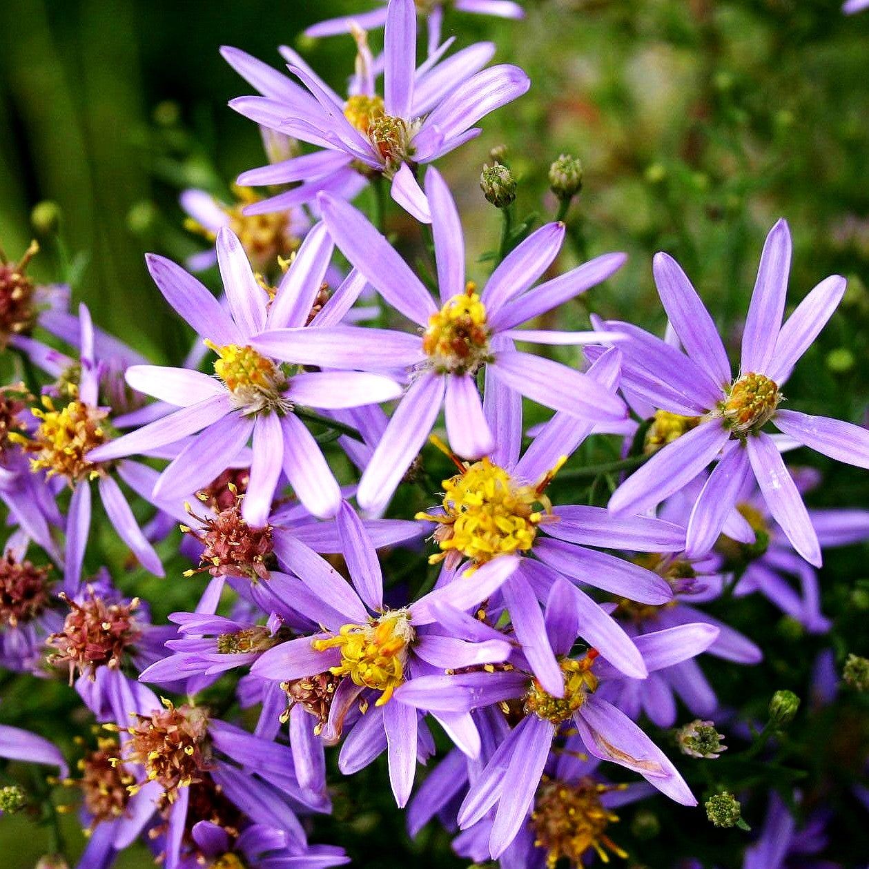 Niedrige Aster 'Nanus' (Aster sedifolius)