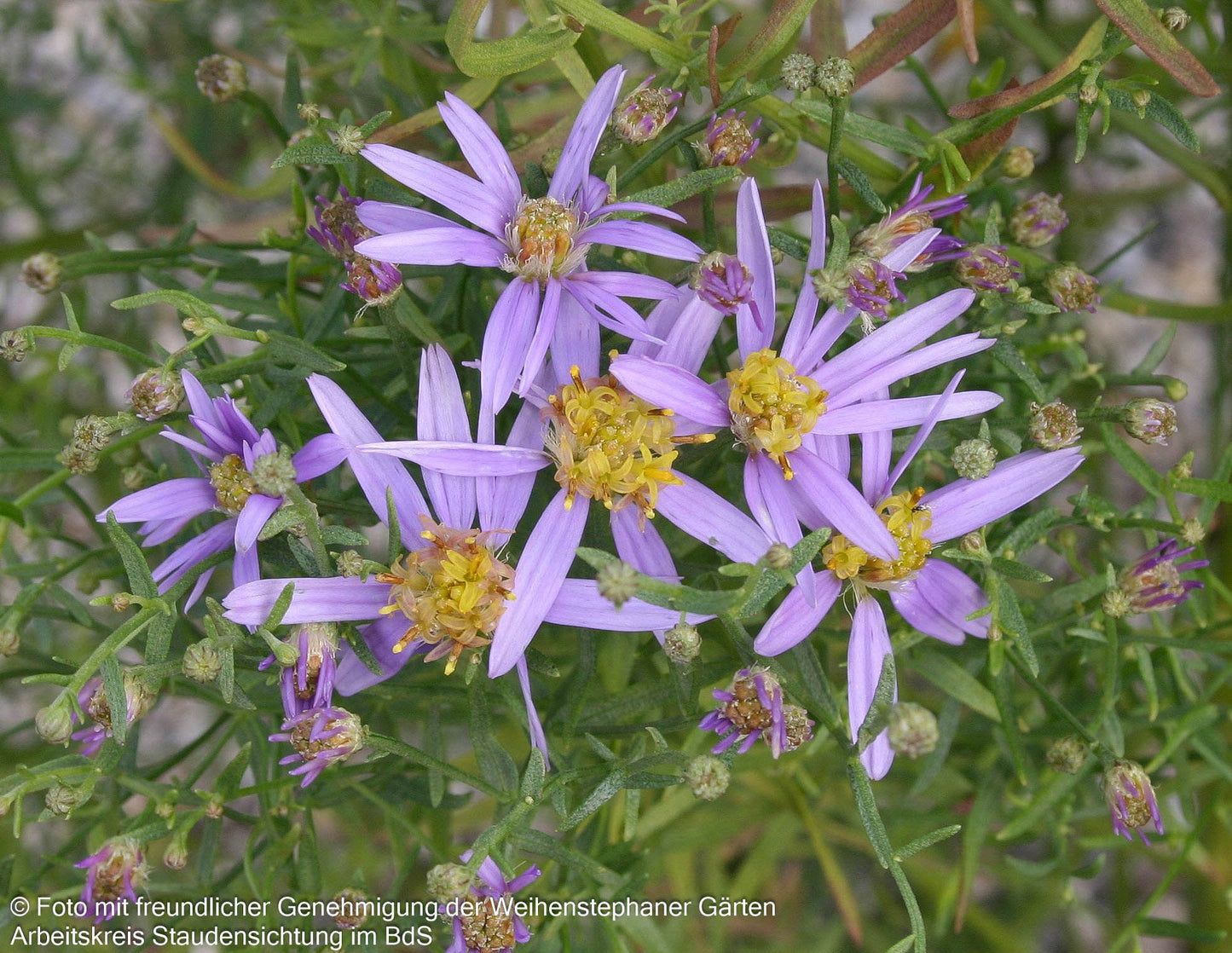 Niedrige Aster 'Nanus' (Aster sedifolius)