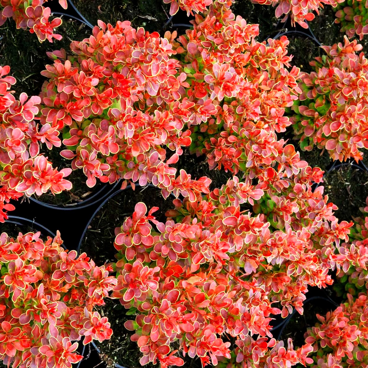 Niedrige Berberitze 'Admiration' (Berberis thunbergii)