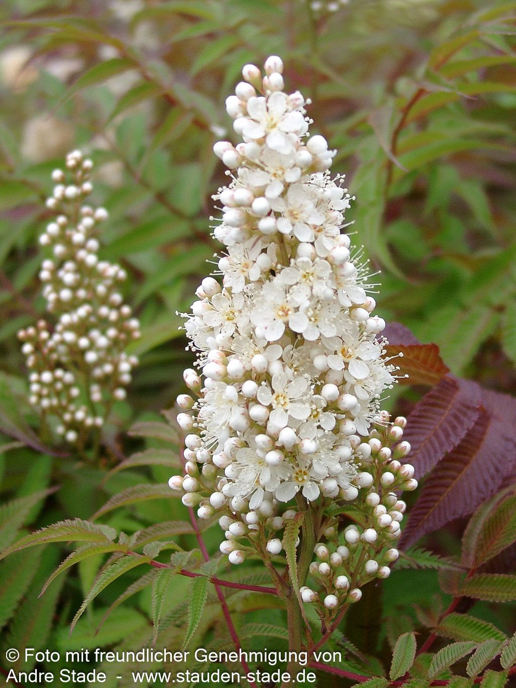 Niedrige Fiederspiere 'Sem' (Sorbaria sorbifolia)