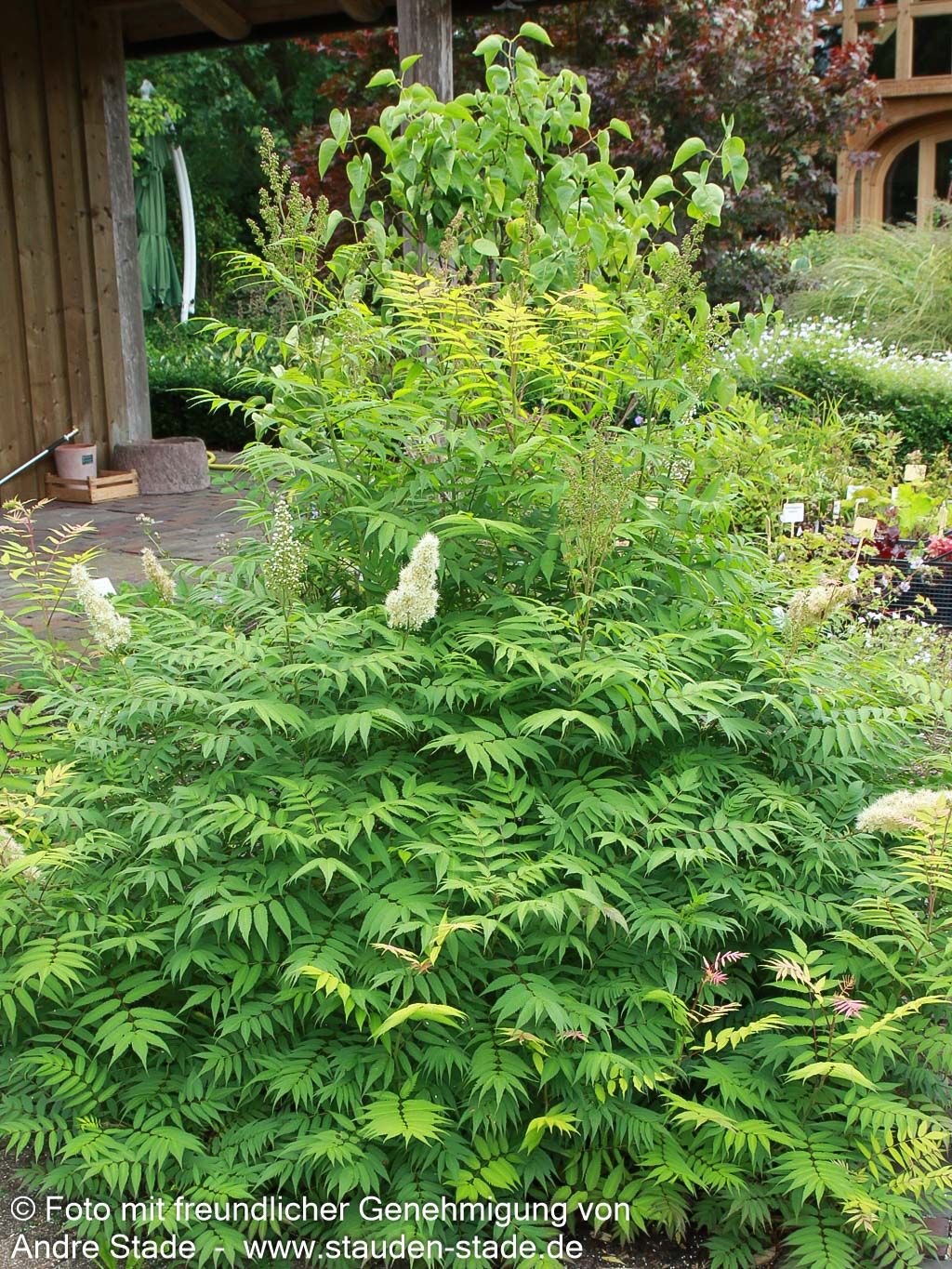 Niedrige Fiederspiere 'Sem' (Sorbaria sorbifolia)