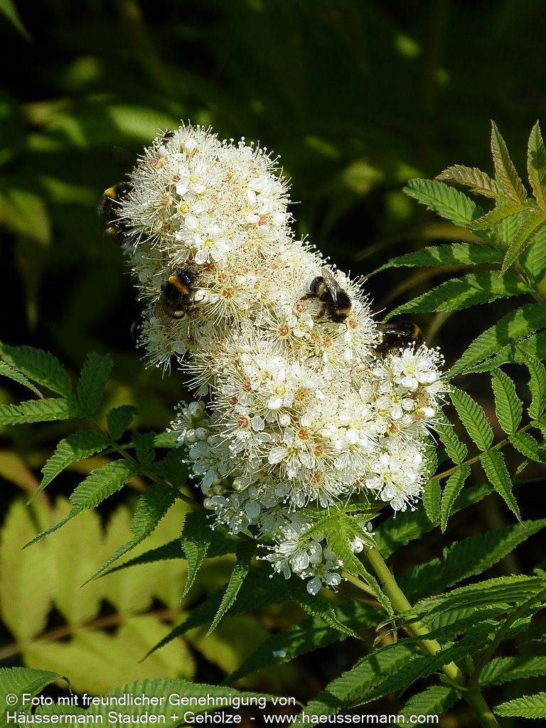 Niedrige Fiederspiere 'Sem' (Sorbaria sorbifolia)