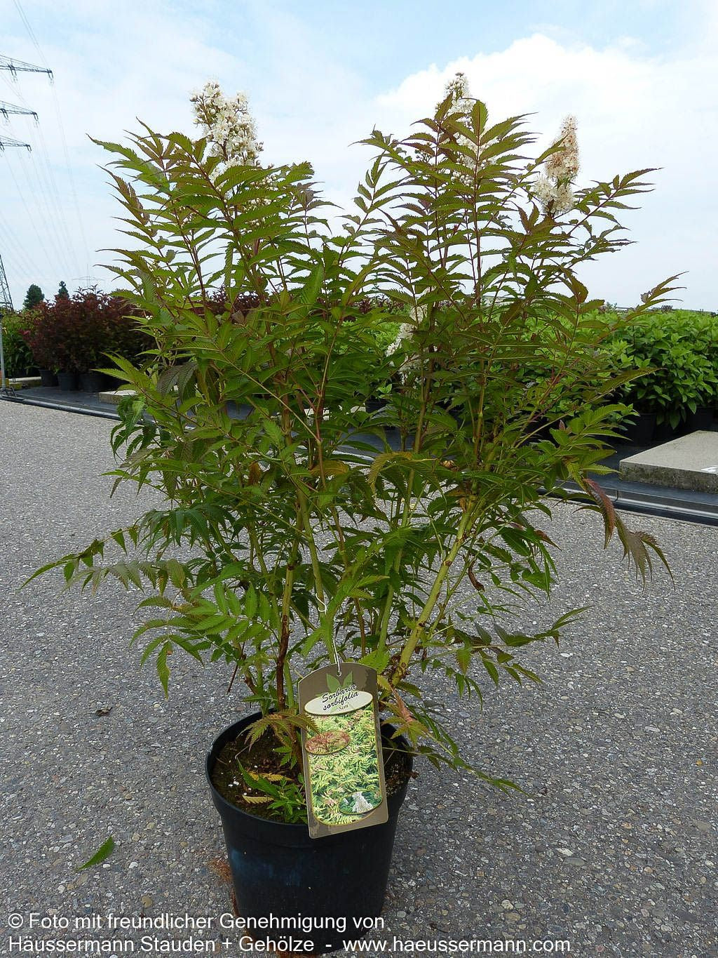 Niedrige Fiederspiere 'Sem' (Sorbaria sorbifolia)
