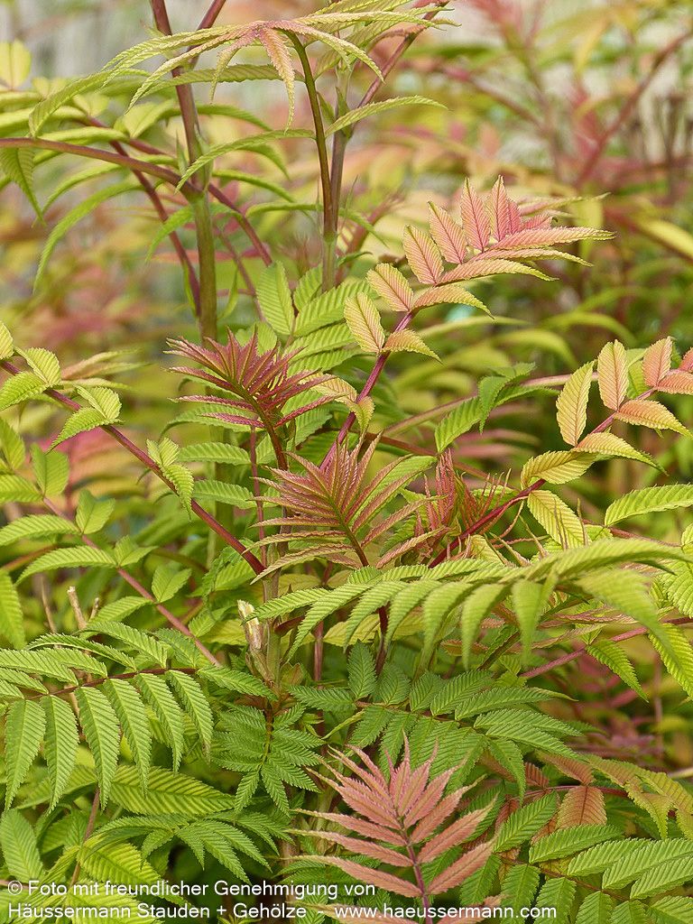 Niedrige Fiederspiere 'Sem' (Sorbaria sorbifolia)