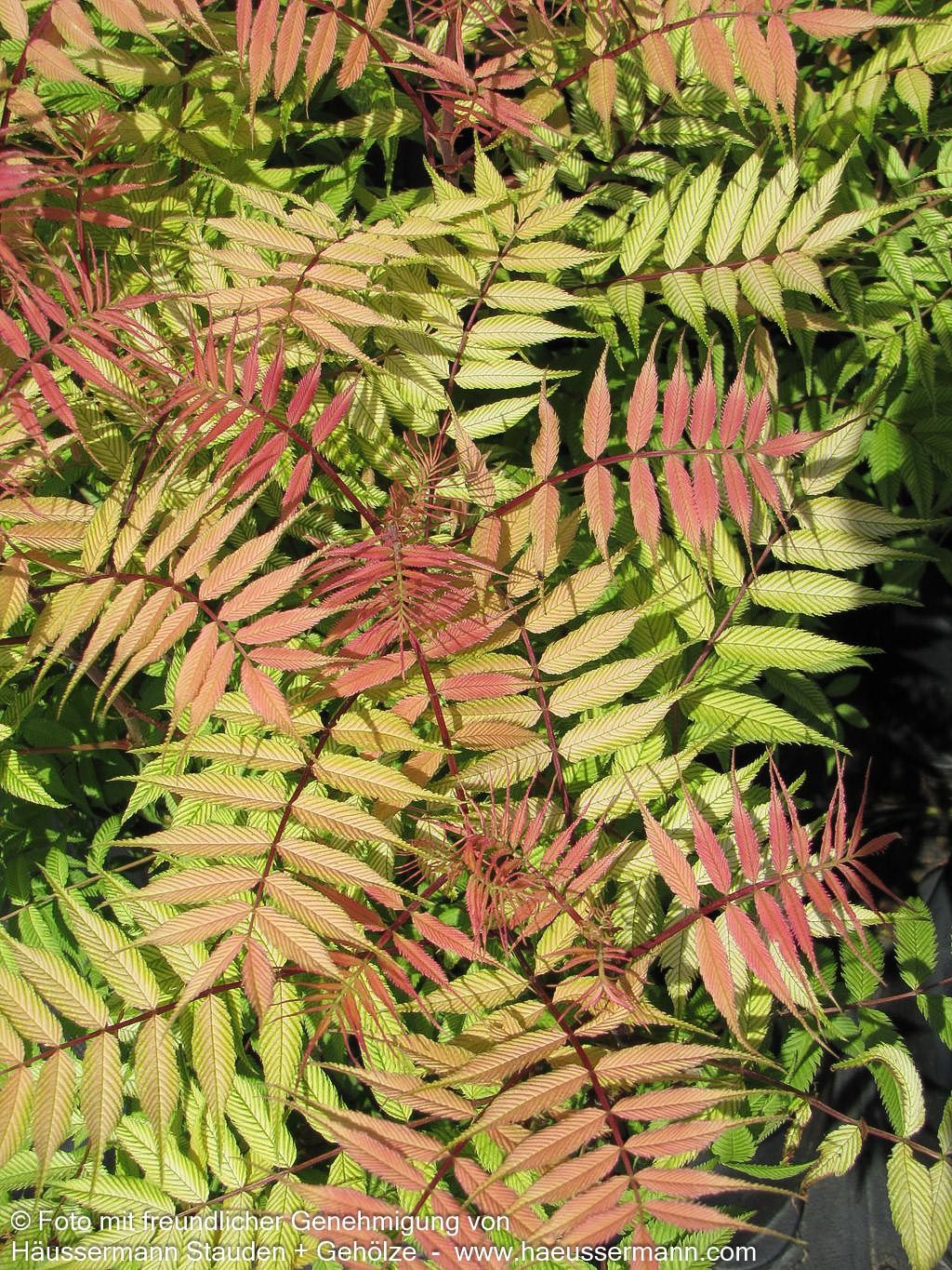 Niedrige Fiederspiere 'Sem' (Sorbaria sorbifolia)