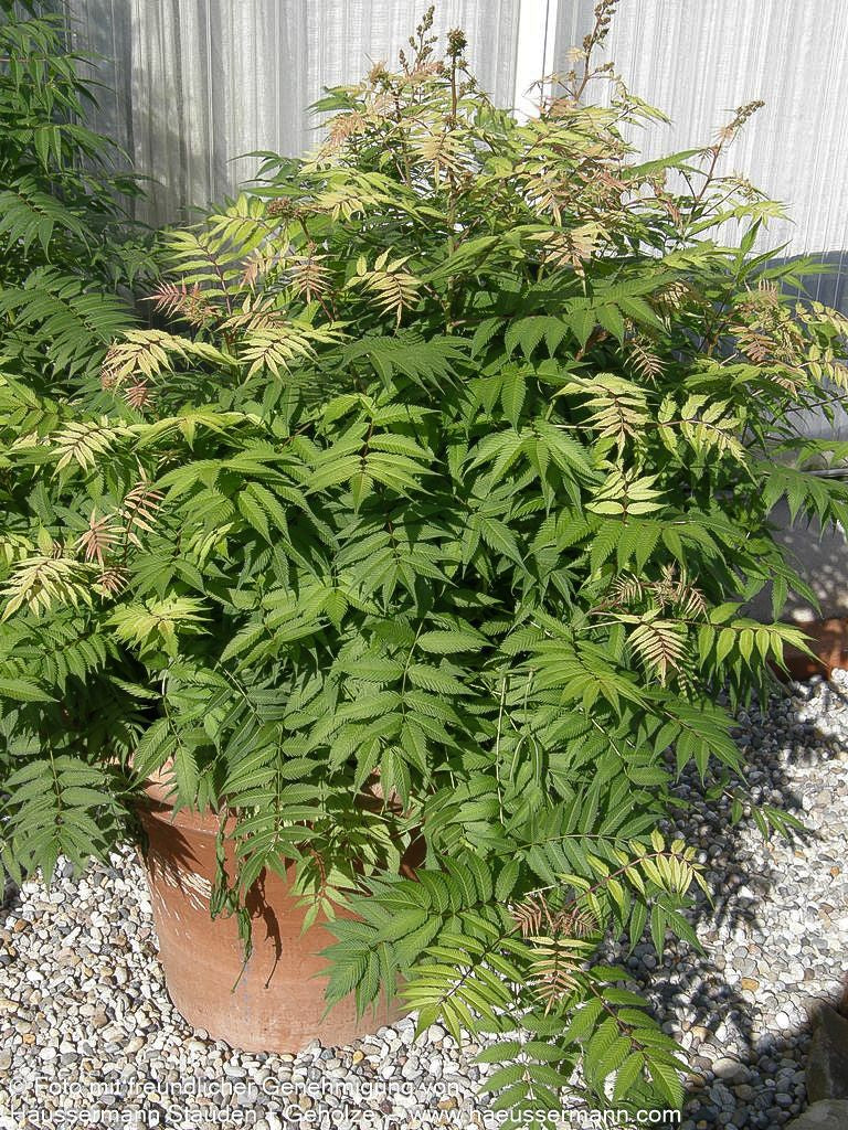Niedrige Fiederspiere 'Sem' (Sorbaria sorbifolia)