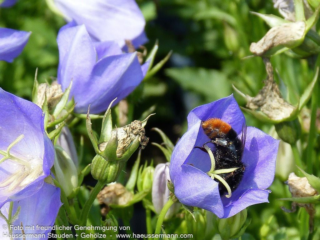 Niedrige Glockenblume 'Blaue Clips' (Campanula carp.)