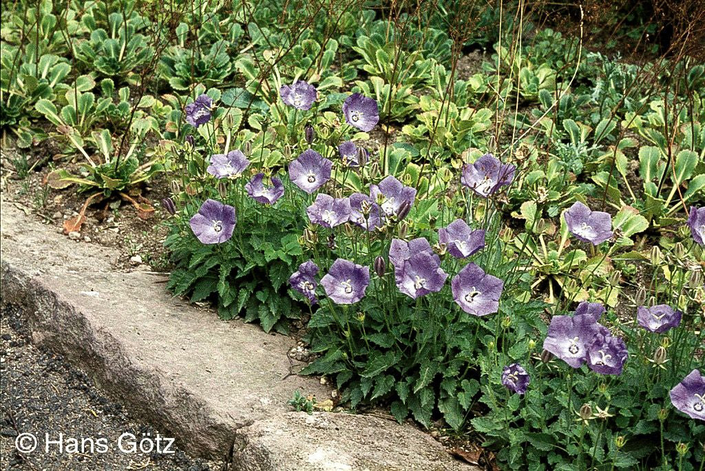 Niedrige Glockenblume 'Blaue Clips' (Campanula carp.)