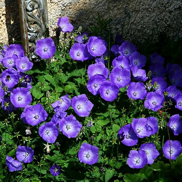 Niedrige Glockenblume 'Blaue Clips' (Campanula carp.)