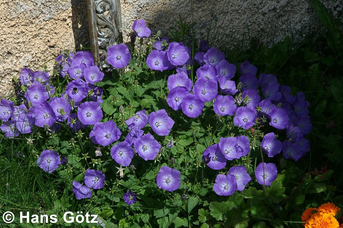 Niedrige Glockenblume 'Blaue Clips' (Campanula carp.)