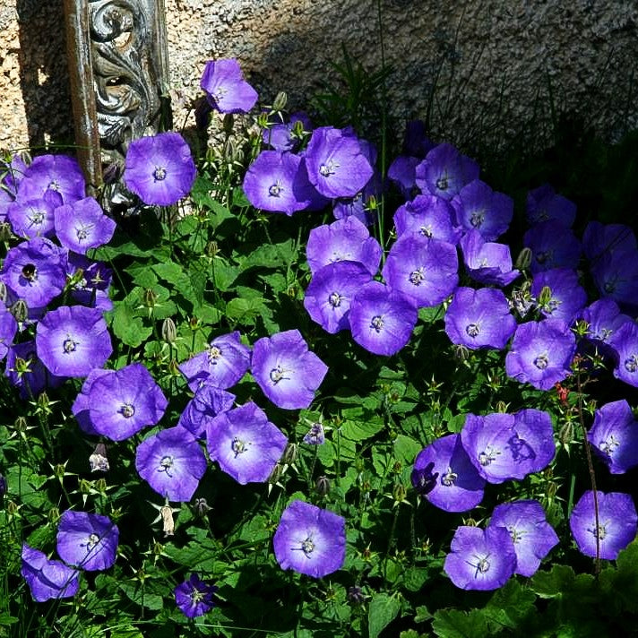 Niedrige Glockenblume 'Blaue Clips' (Campanula carp.)