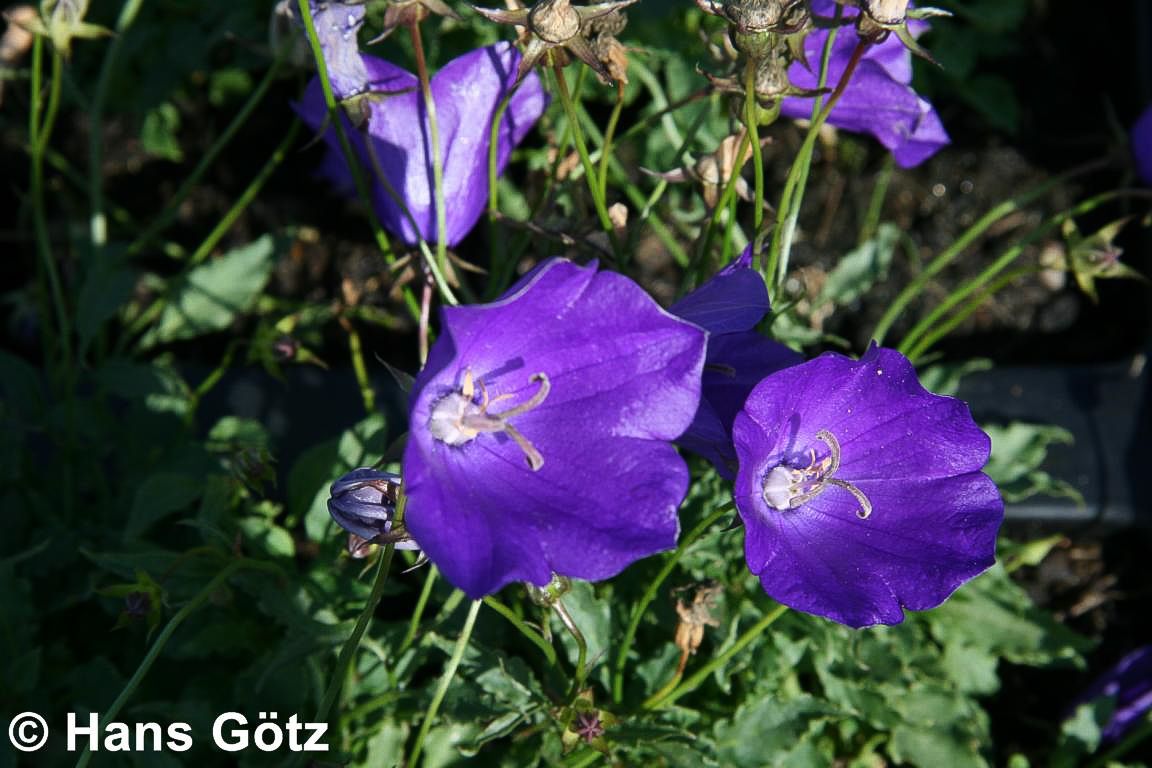 Niedrige Glockenblume 'Kobaltglocke' (Campanula carp.)