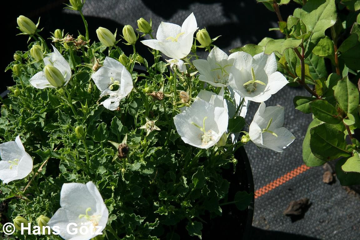 Niedrige Glockenblume 'Weiße Clips' (Campanula carp.)