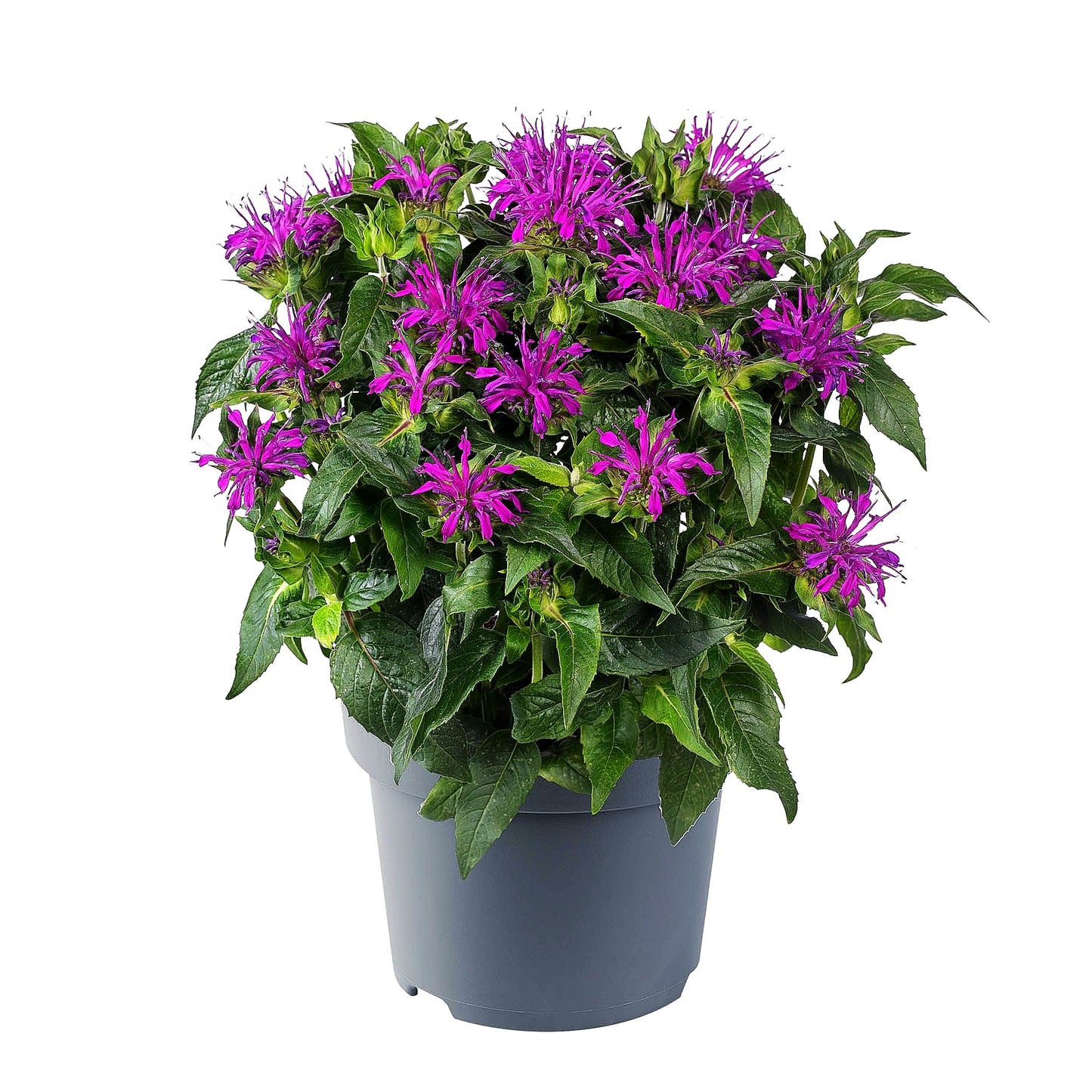 Niedrige Indianernessel 'Balmy Lilac' (Monarda didyma)