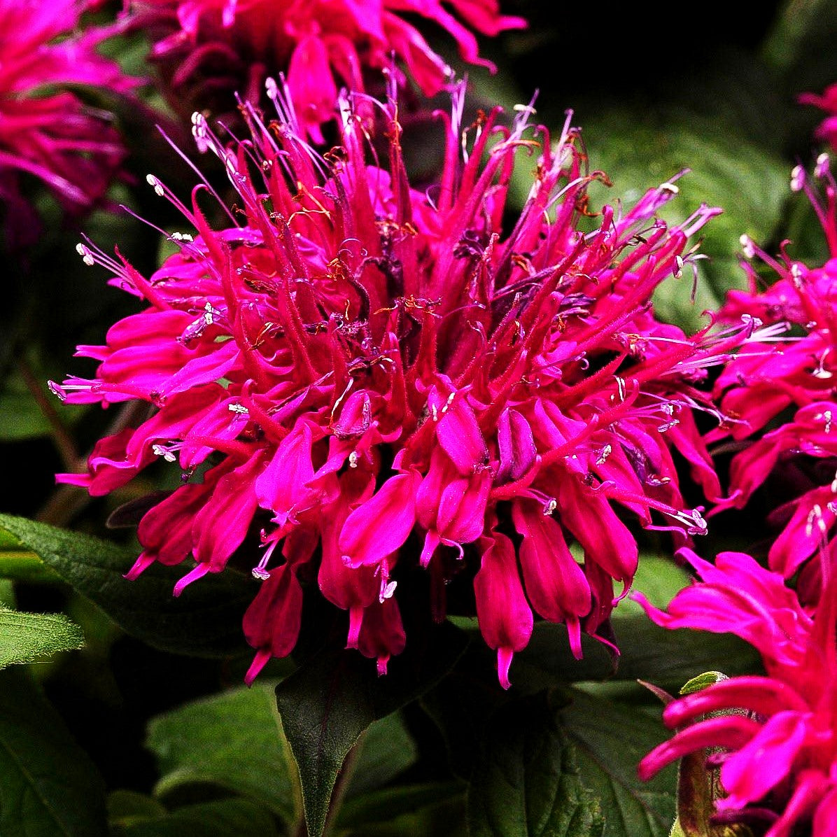 Niedrige Indianernessel 'Balmy Purple' (Monarda didyma)