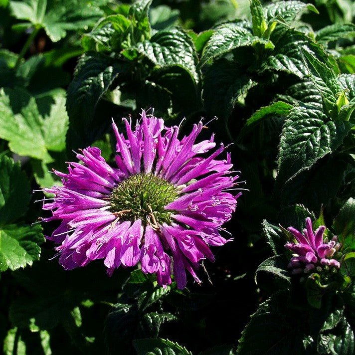 Niedrige Indianernessel 'Petite Delight' (Monarda didyma)