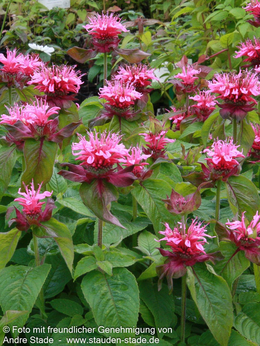 Niedrige Indianernessel 'Pink Lace' (Monarda didyma)