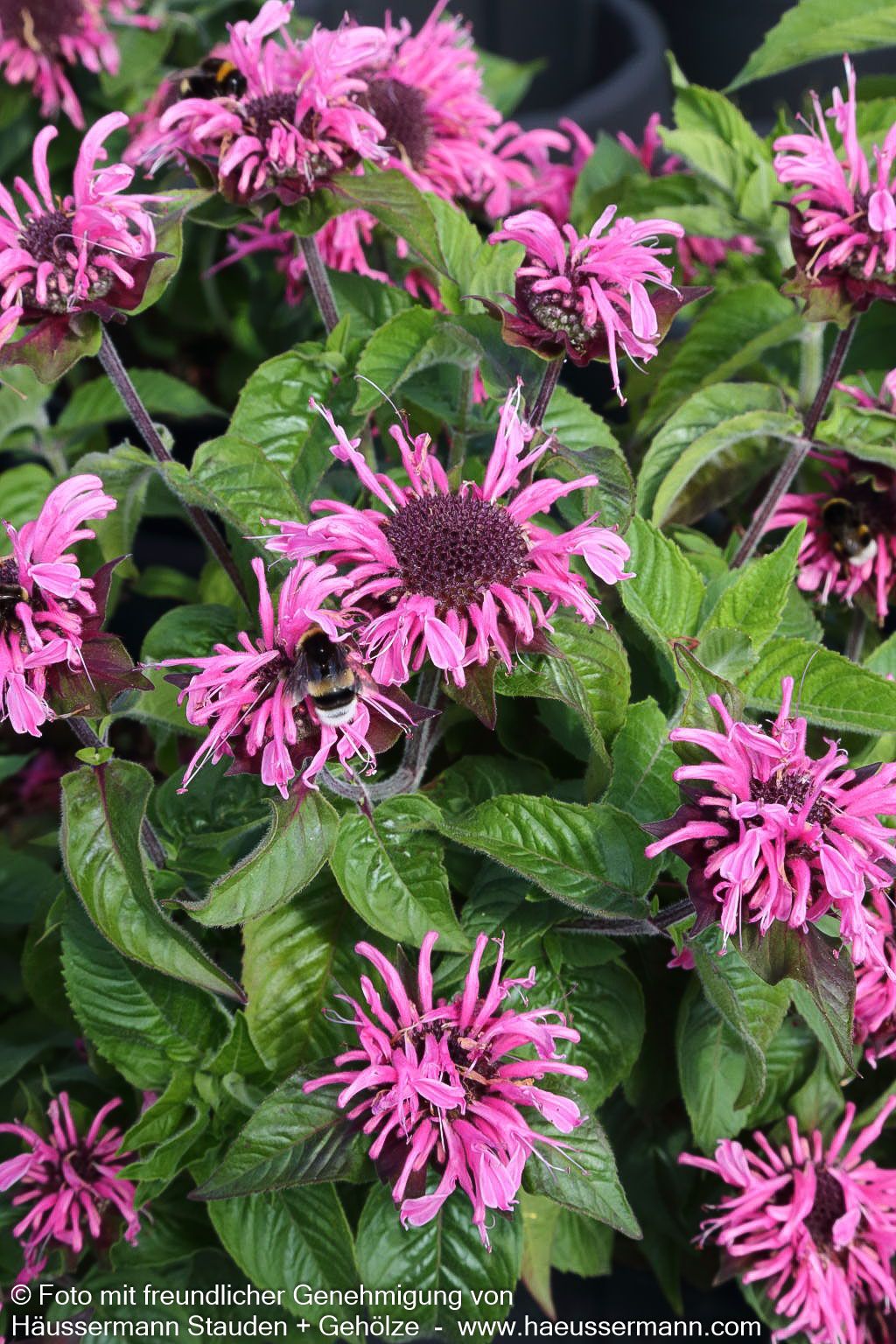 Niedrige Indianernessel 'Pink Lace' (Monarda didyma)