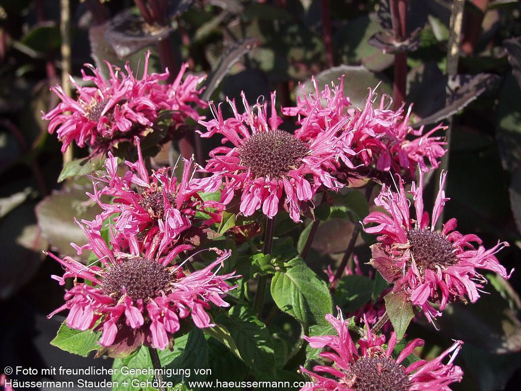 Niedrige Indianernessel 'Pink Lace' (Monarda didyma)
