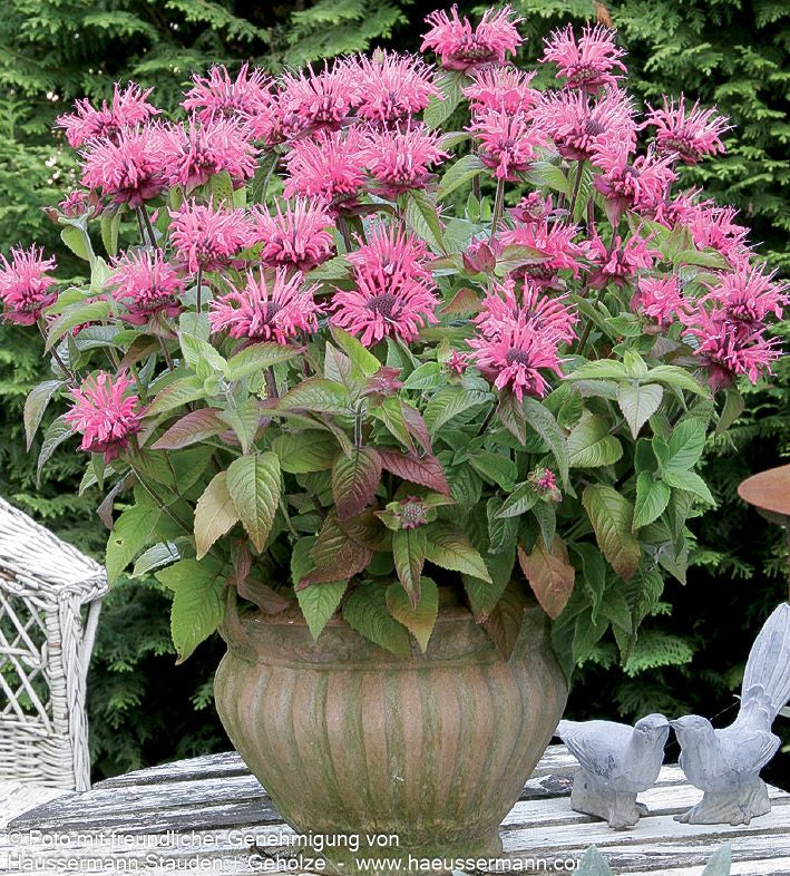 Niedrige Indianernessel 'Pink Lace' (Monarda didyma)