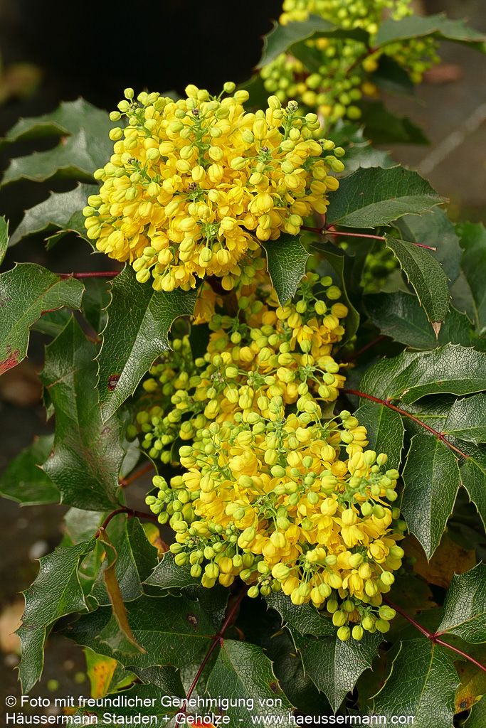 Niedrige Mahonie 'Apollo' (Mahonia aquifolium)