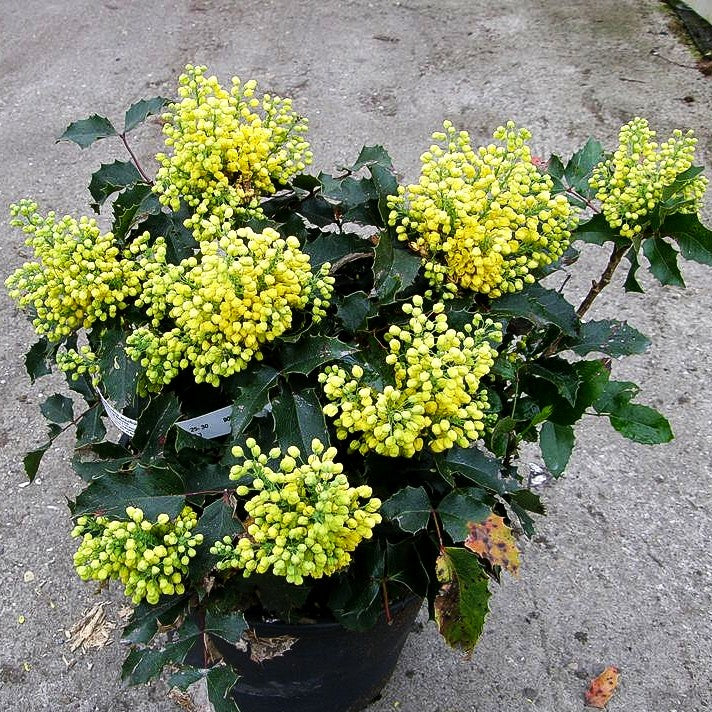 Niedrige Mahonie 'Apollo' (Mahonia aquifolium)