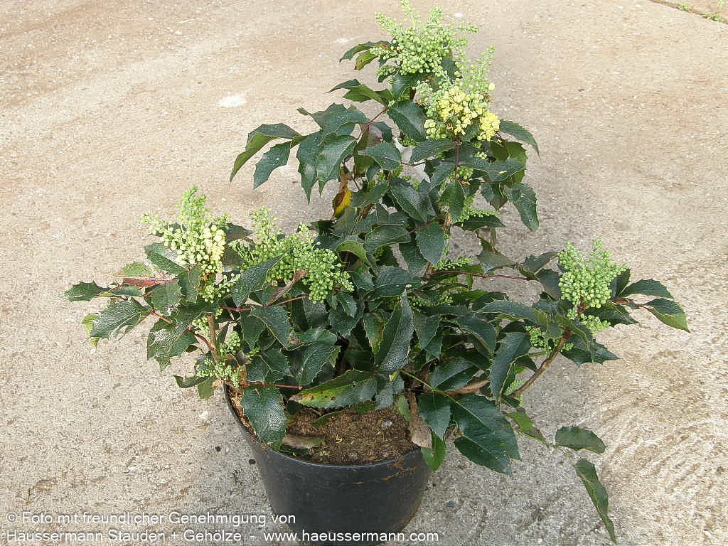 Niedrige Mahonie 'Apollo' (Mahonia aquifolium)