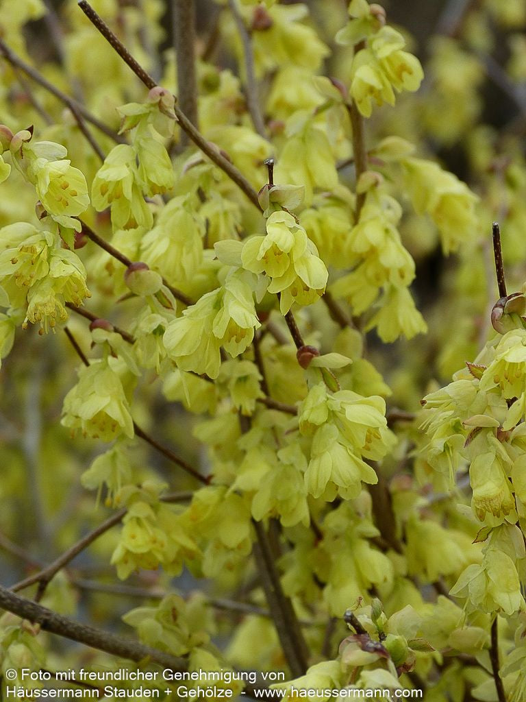 Niedrige Scheinhasel (Corylopsis pauciflora)