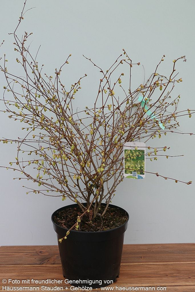 Niedrige Scheinhasel (Corylopsis pauciflora)