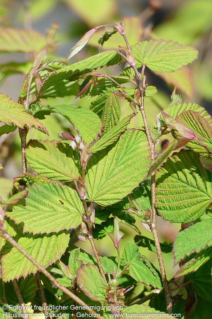 Niedrige Scheinhasel (Corylopsis pauciflora)